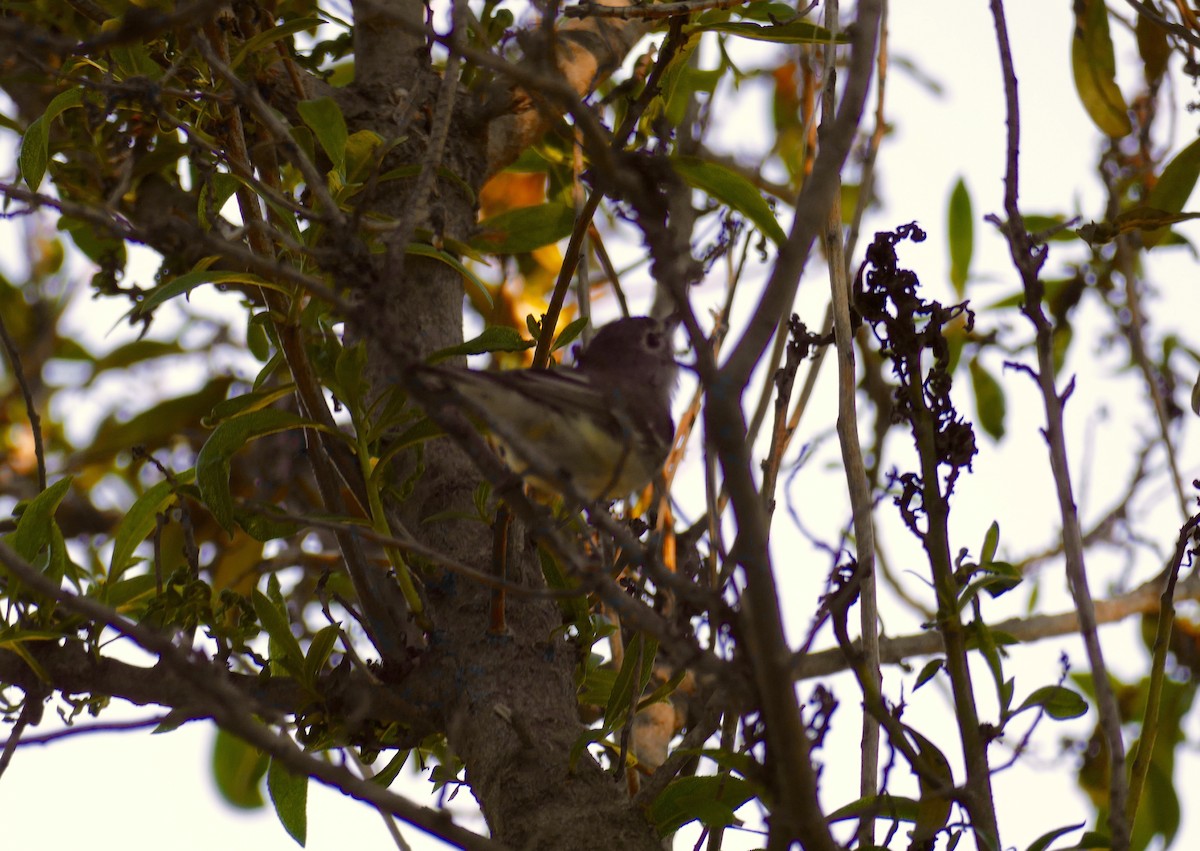 Plumbeous Vireo - ML416352421