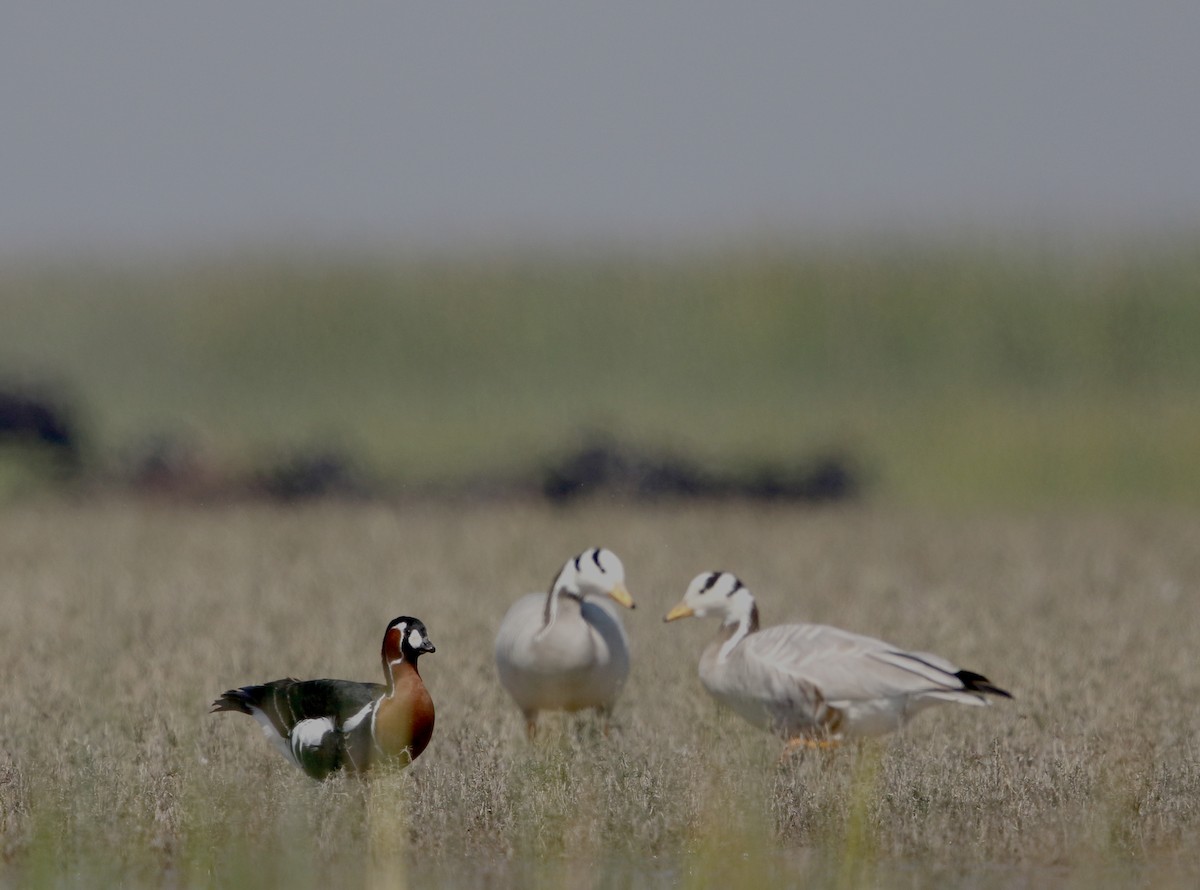Red-breasted Goose - ML416352511
