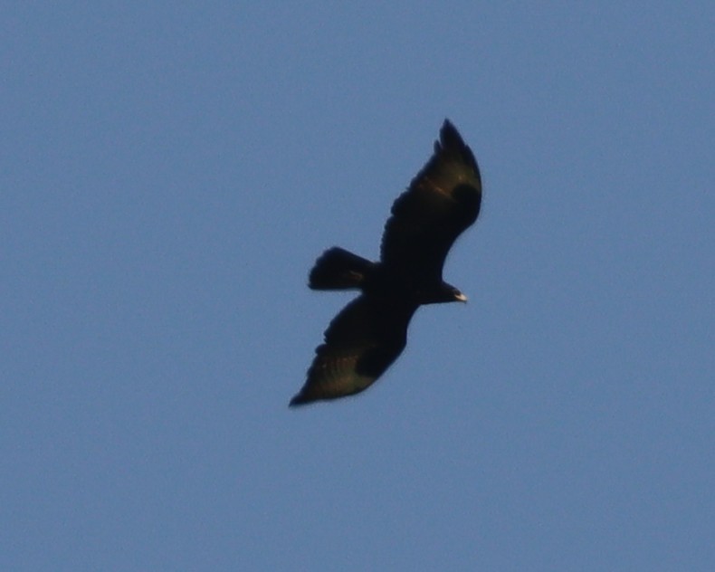Verreaux's Eagle - ML416353761