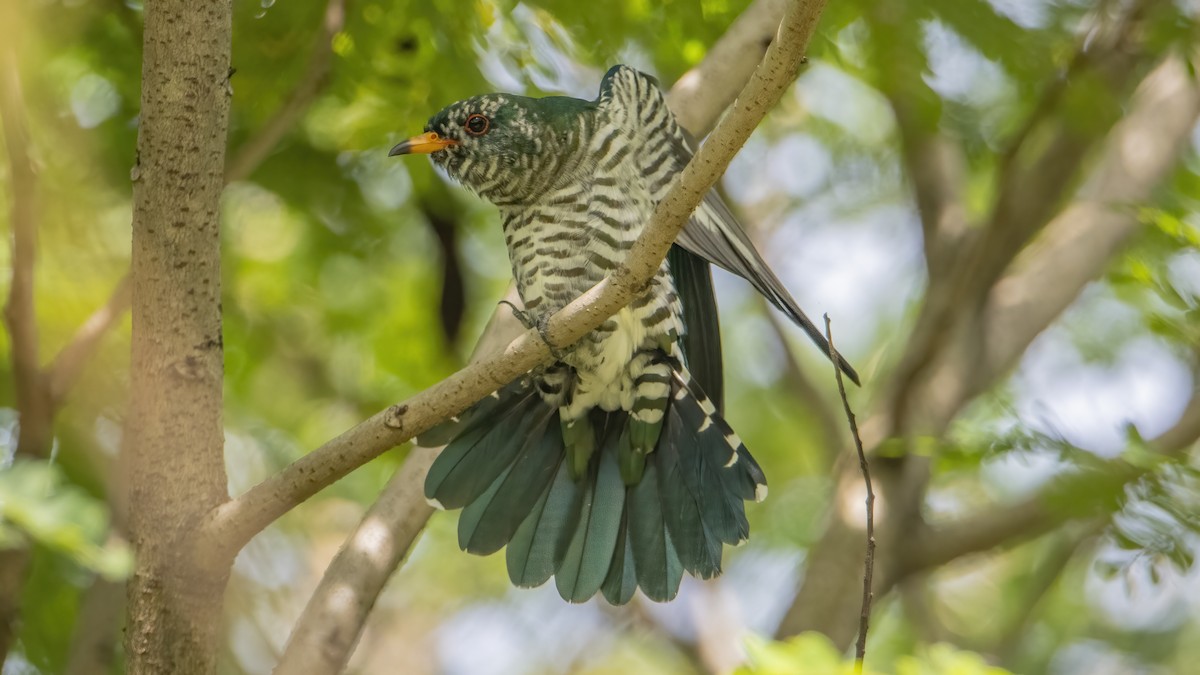 Asian Emerald Cuckoo - ML416354291