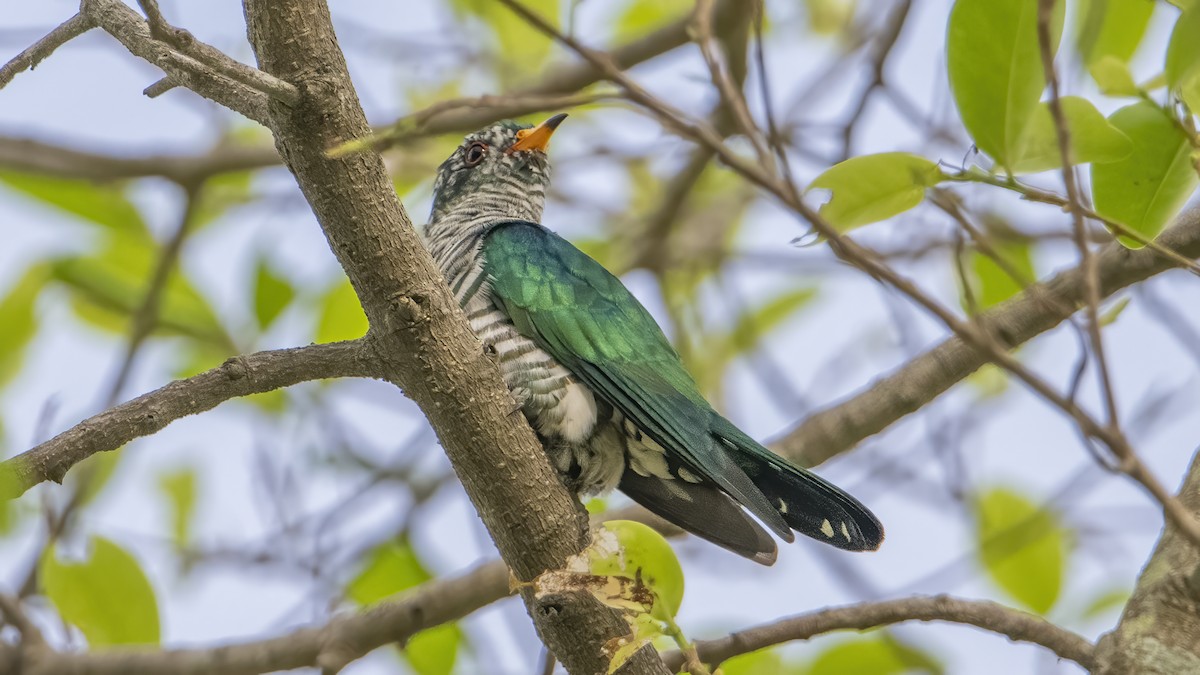 Asian Emerald Cuckoo - ML416354301
