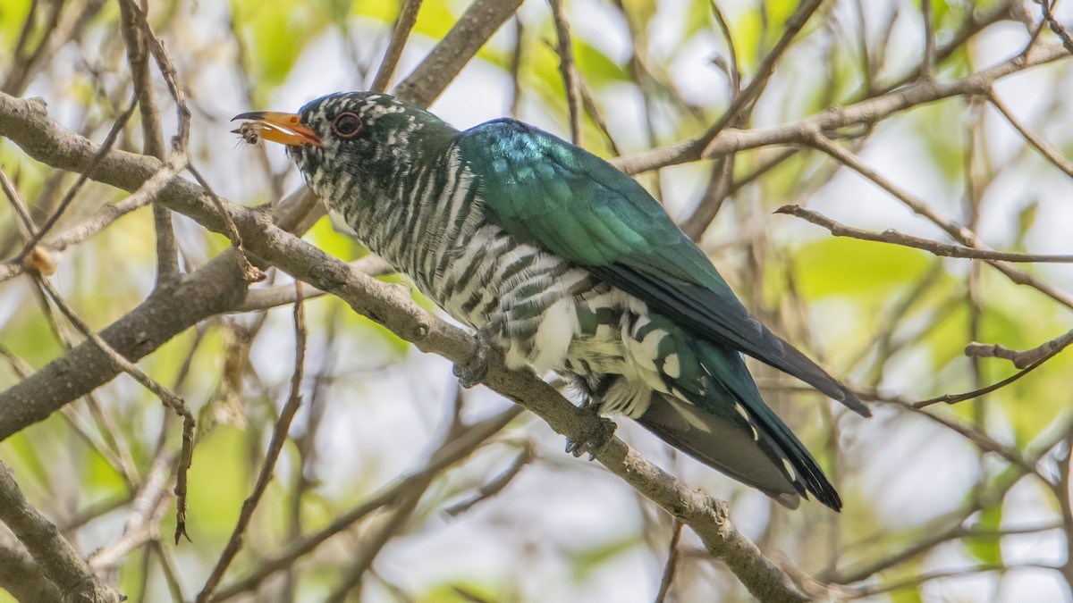 Asian Emerald Cuckoo - ML416354311