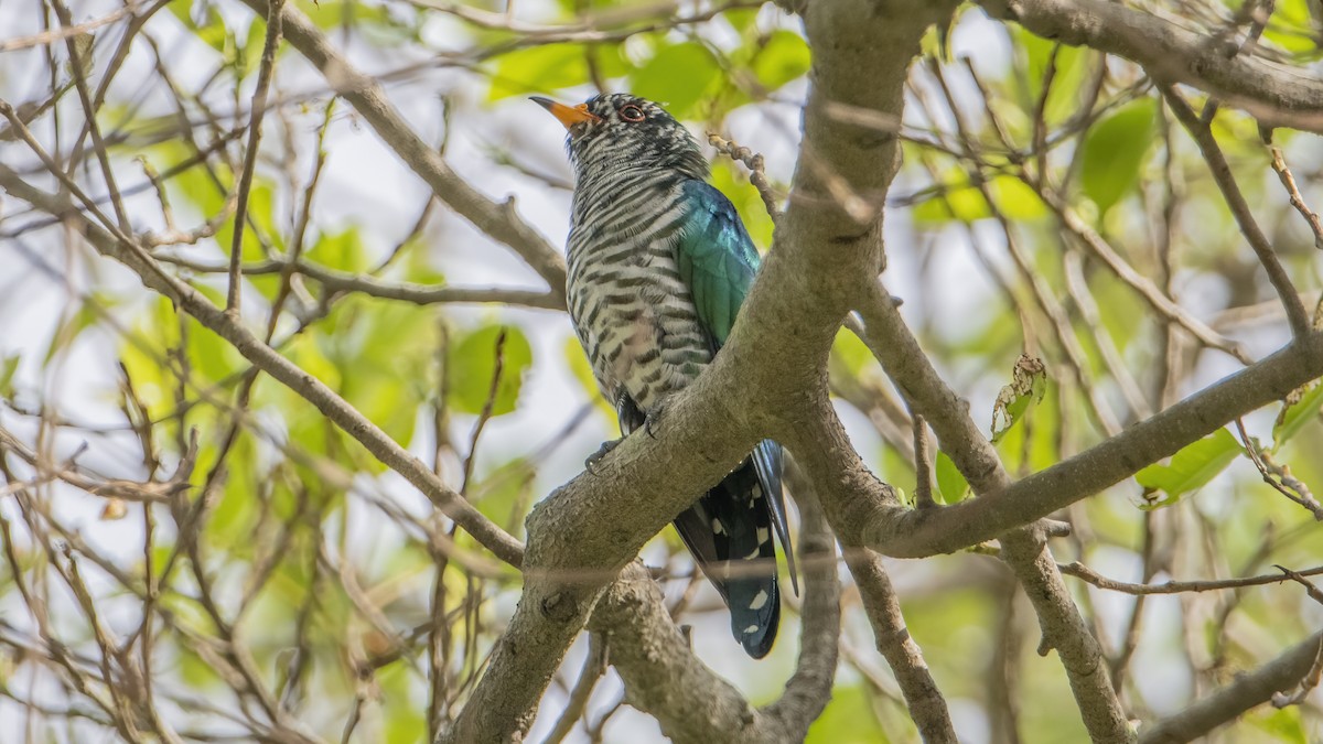 Asian Emerald Cuckoo - ML416354321