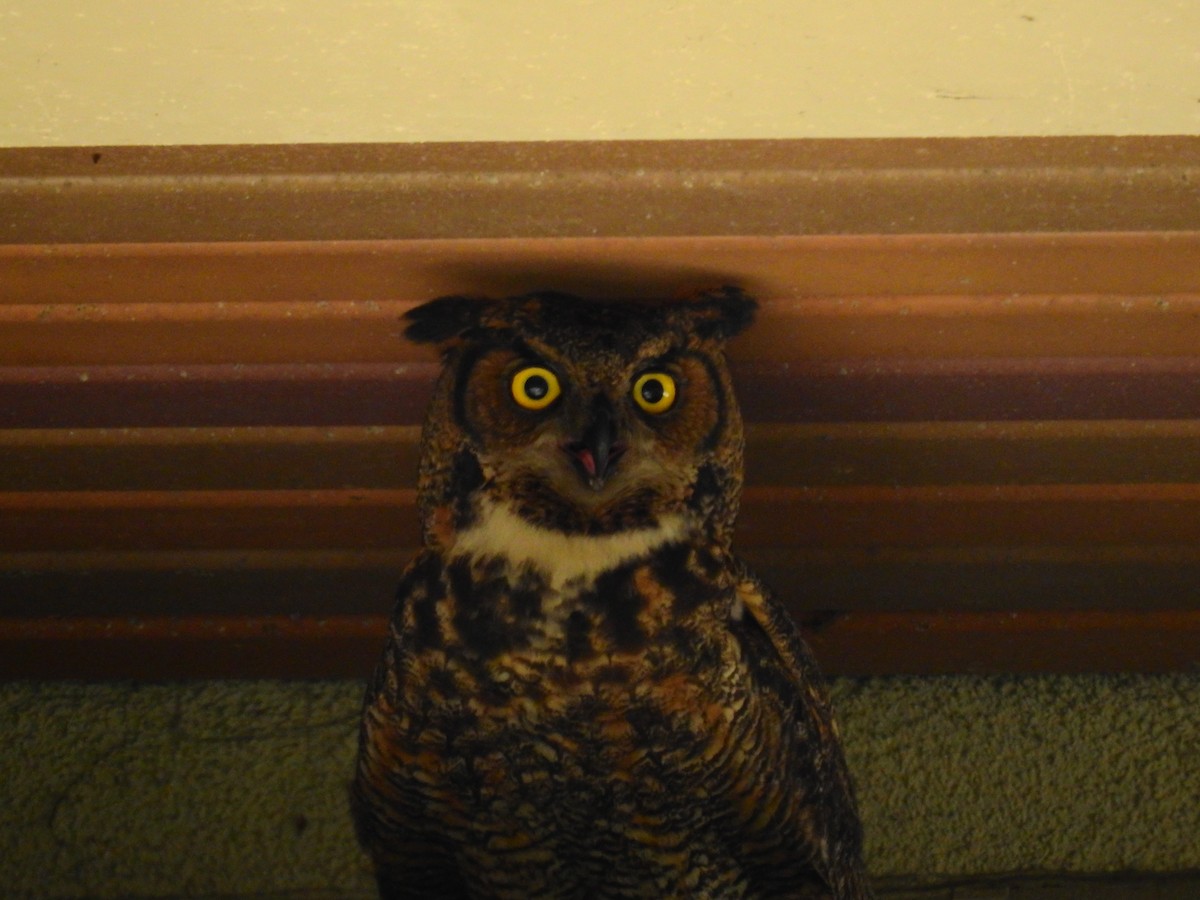 Great Horned Owl - ML416354491