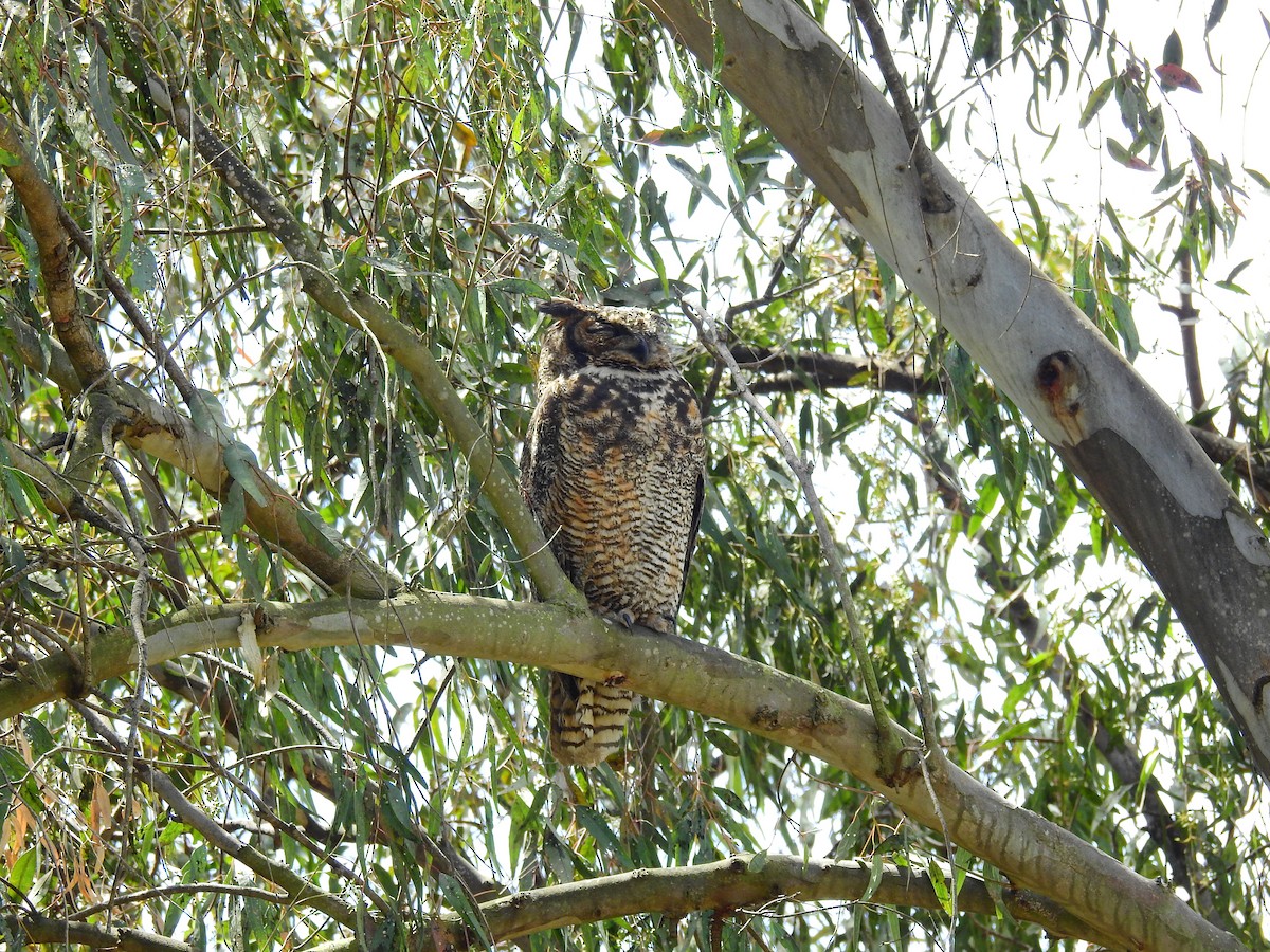 Great Horned Owl - ML416355101