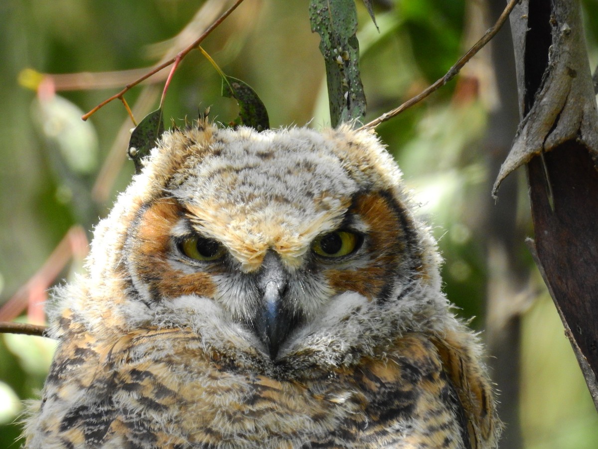 Great Horned Owl - ML416355111