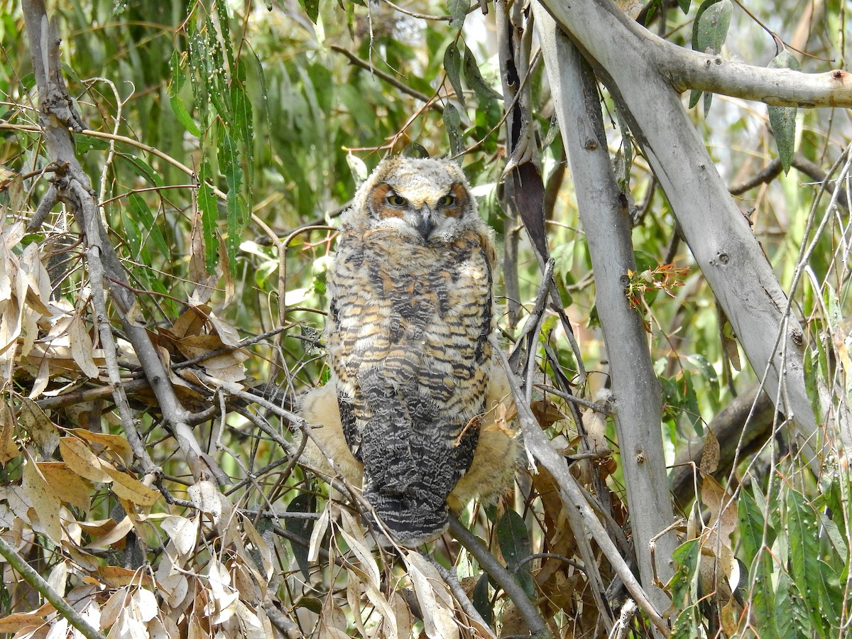 Great Horned Owl - ML416355161