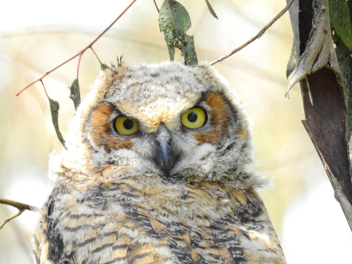 Great Horned Owl - ML416355201