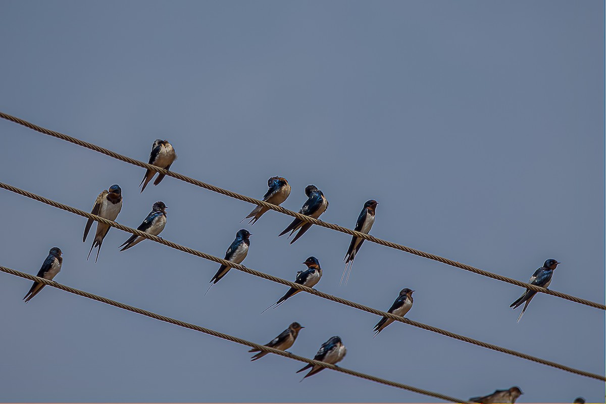 Barn Swallow - Nara Jayaraman