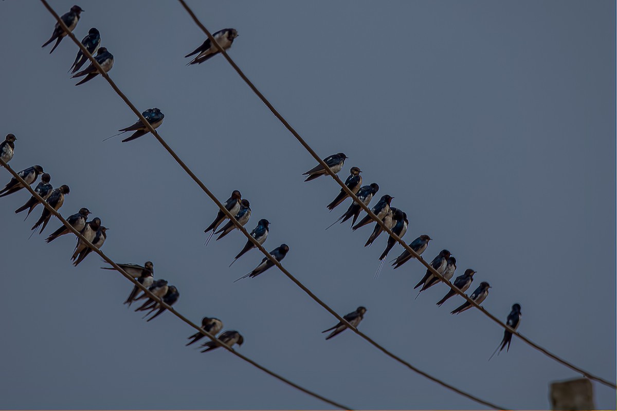 Barn Swallow - ML416357561