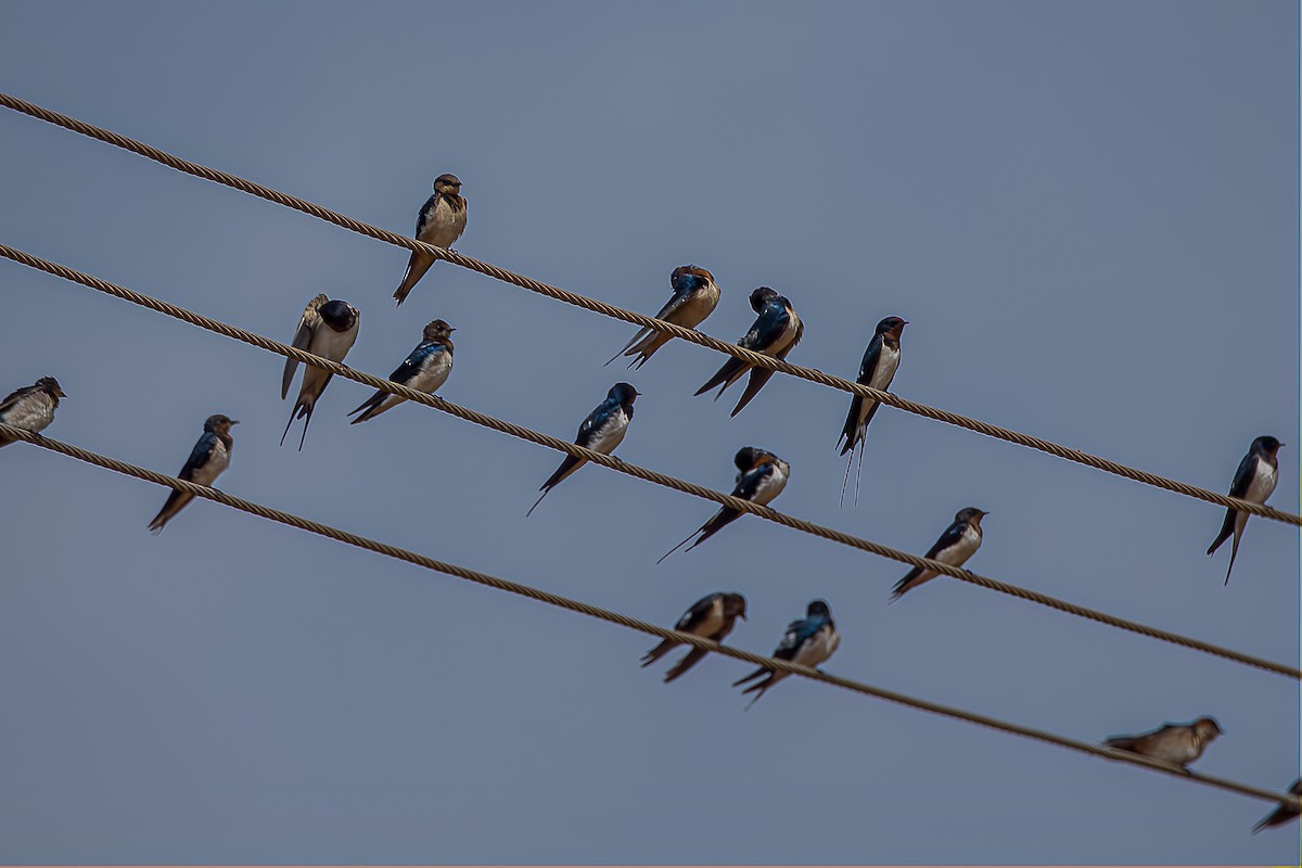 Barn Swallow - ML416357581