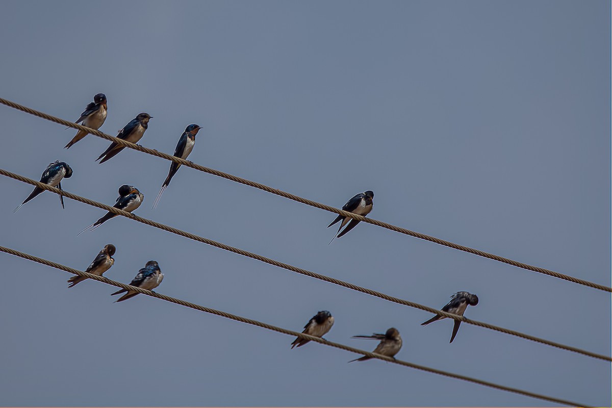 Barn Swallow - ML416357591