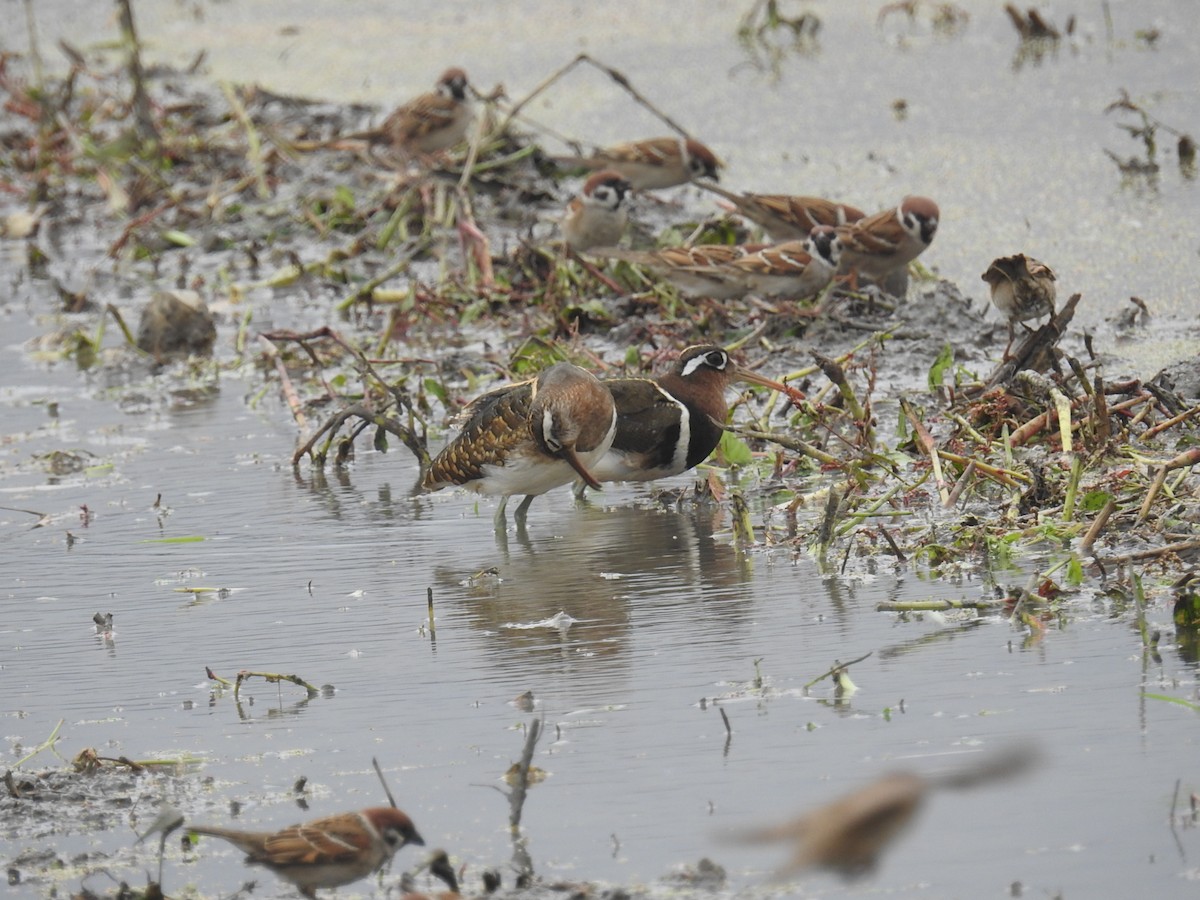 Greater Painted-Snipe - ML416358261