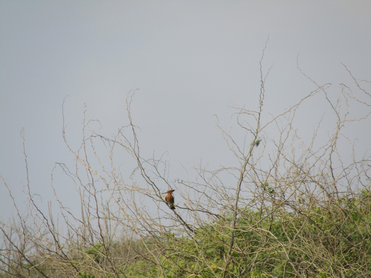 Eurasian Hoopoe - ML416360221