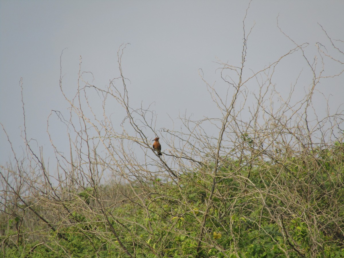 Eurasian Hoopoe - ML416360241