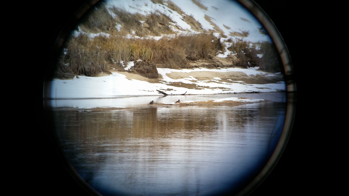 Wilson's Snipe - John Powell