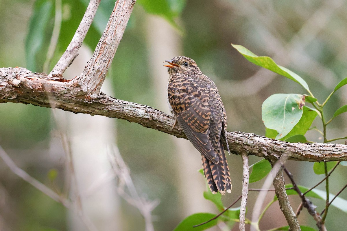 Brush Cuckoo - ML416362291