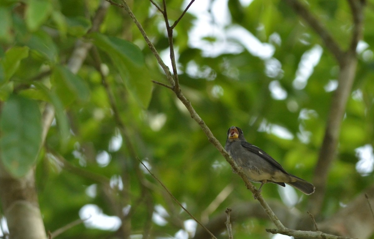 Temminck's Seedeater - ML41636321