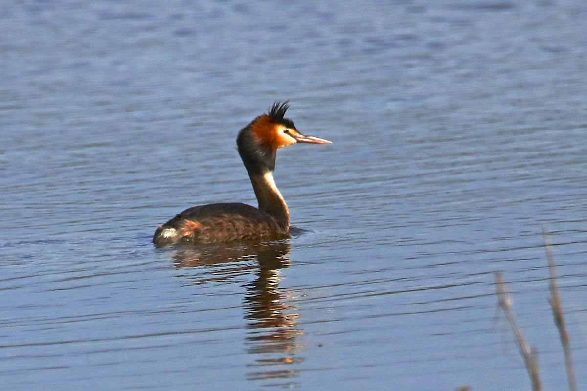 Great Crested Grebe - ML416363491