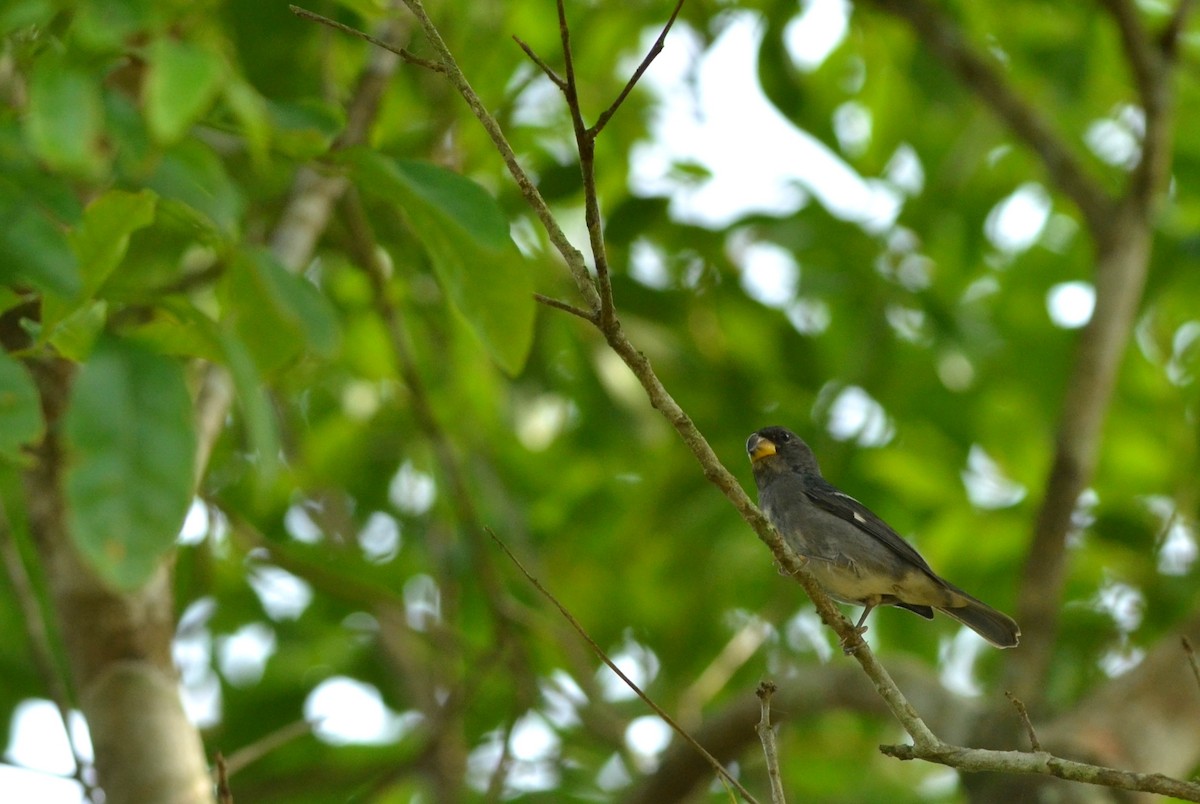 Temminck's Seedeater - ML41636461