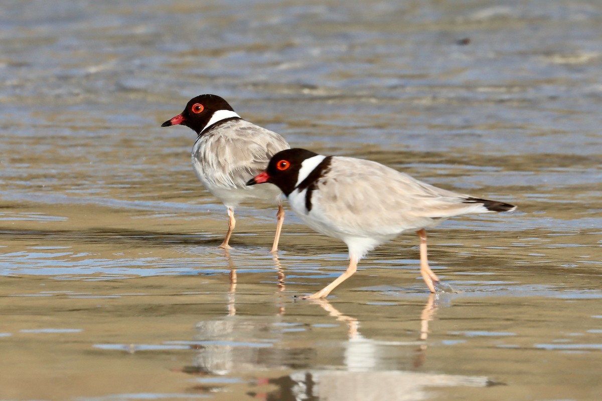 Hooded Plover - ML416366281