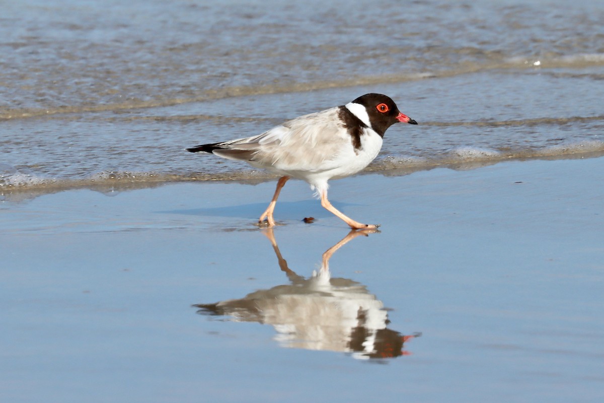 Hooded Plover - ML416366421