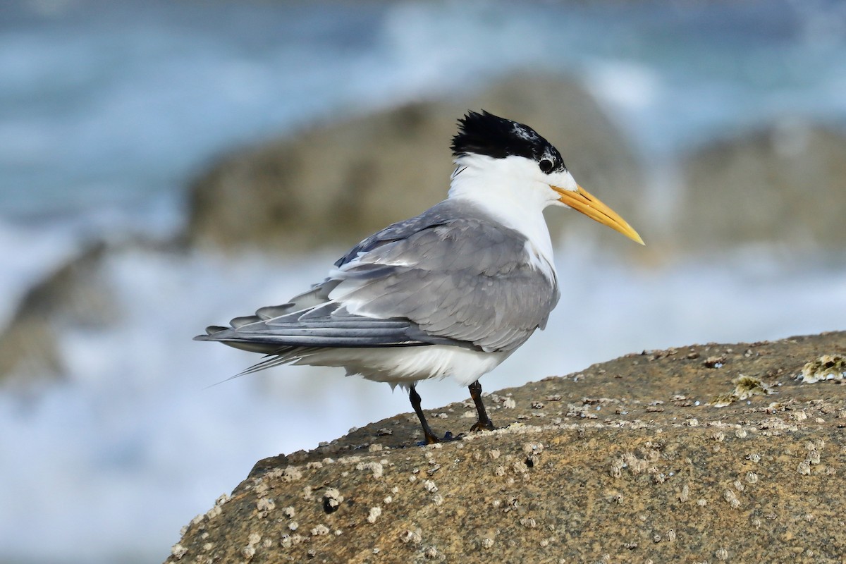 Great Crested Tern - ML416366471