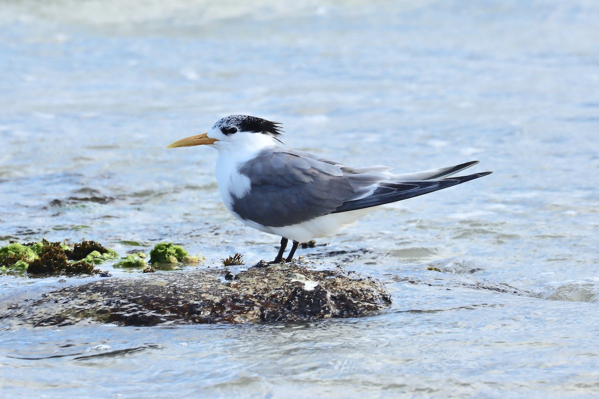 Great Crested Tern - ML416366501