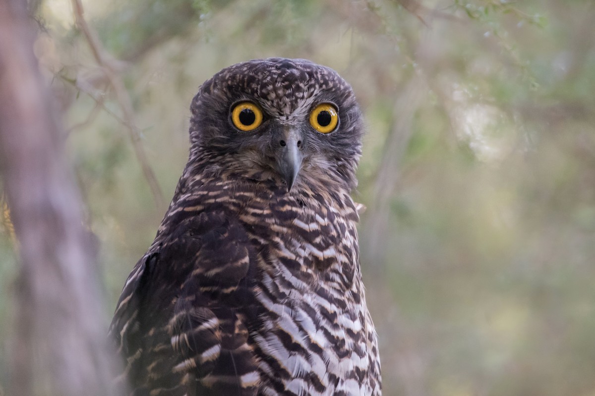 Powerful Owl - Caleb robins