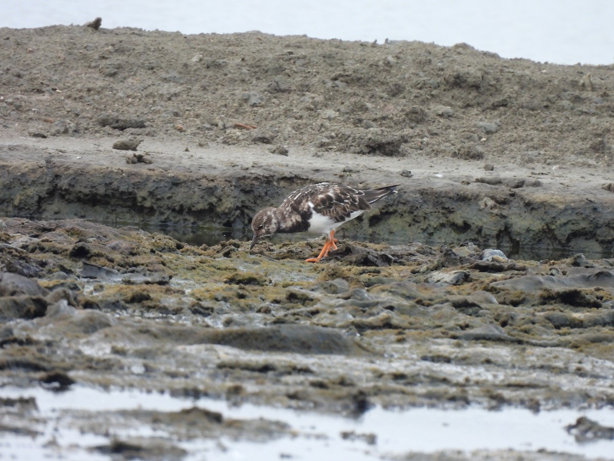 Ruddy Turnstone - ML416366941