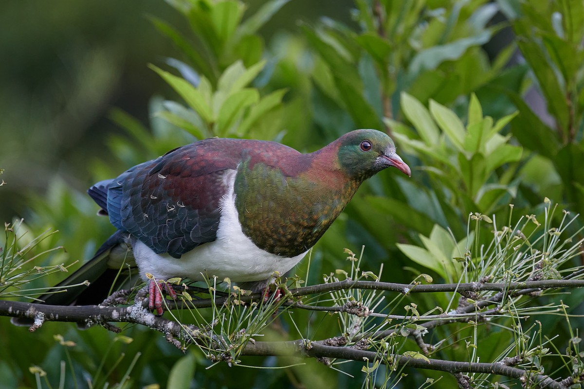 New Zealand Pigeon - ML416367001