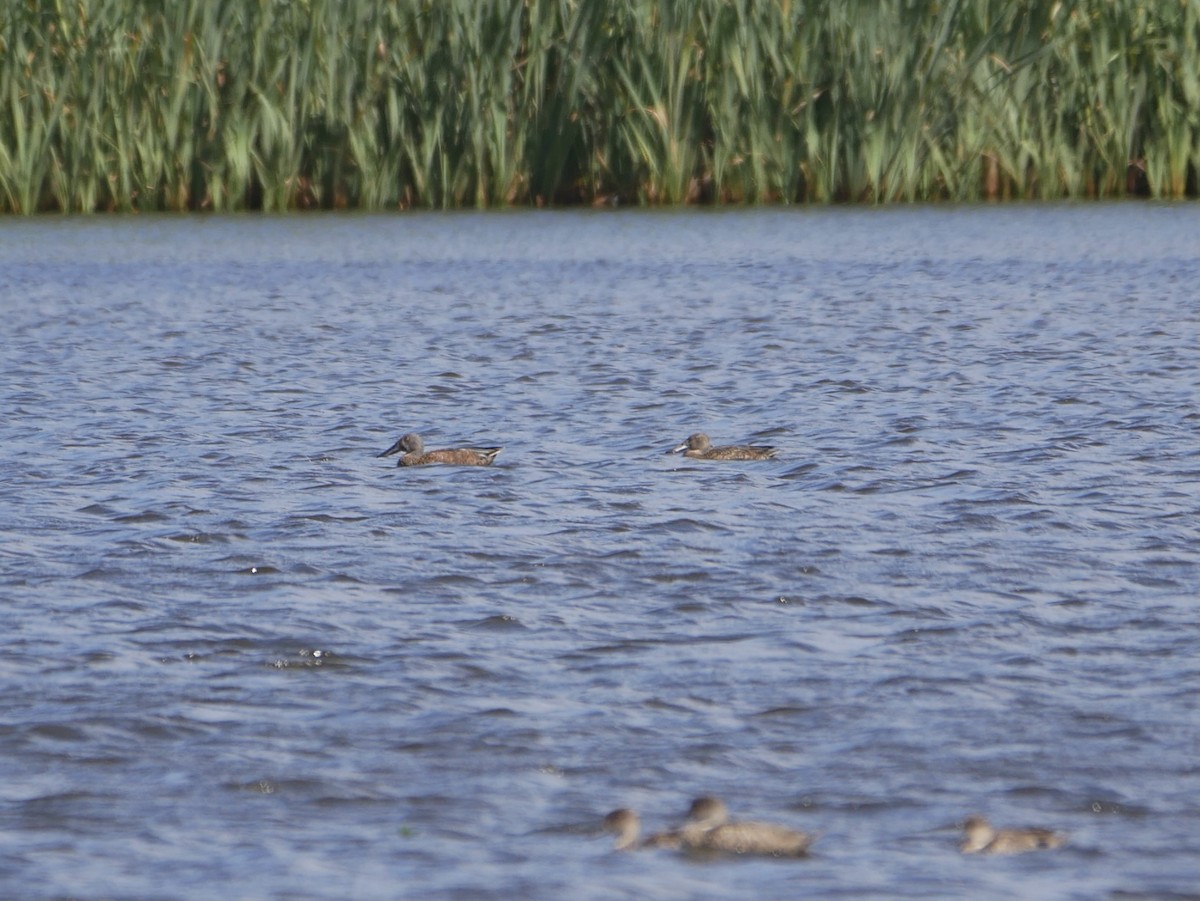 Australasian Shoveler - ML416367331