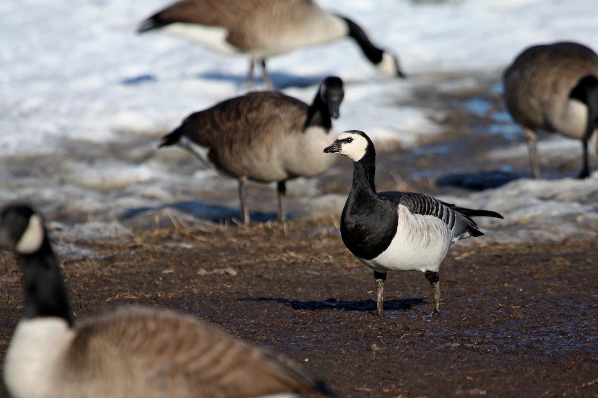 Barnacle Goose - ML41636821