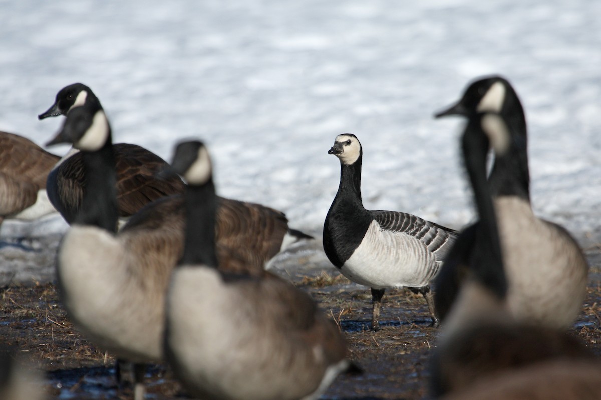Barnacle Goose - ML41636841