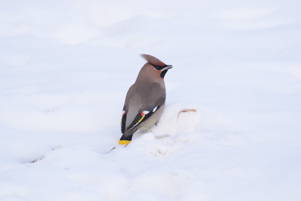 Bohemian Waxwing - Andy Zhang