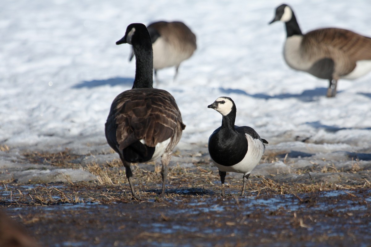 Barnacle Goose - ML41636851