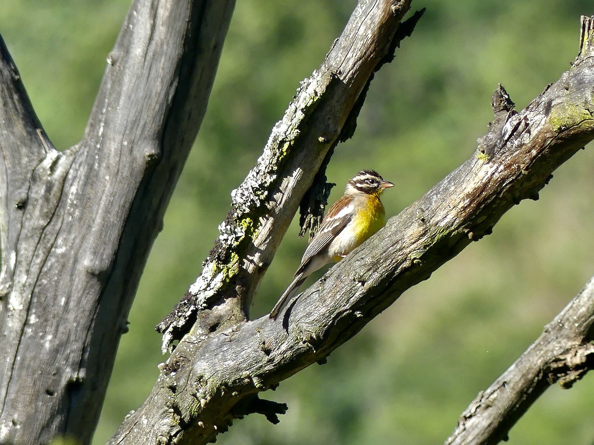 Golden-breasted Bunting - ML416368611
