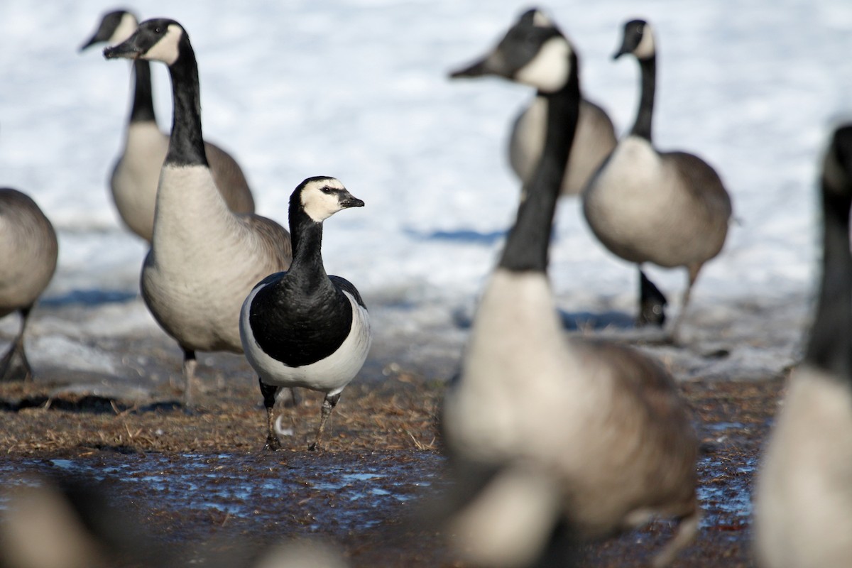 Barnacle Goose - ML41636871