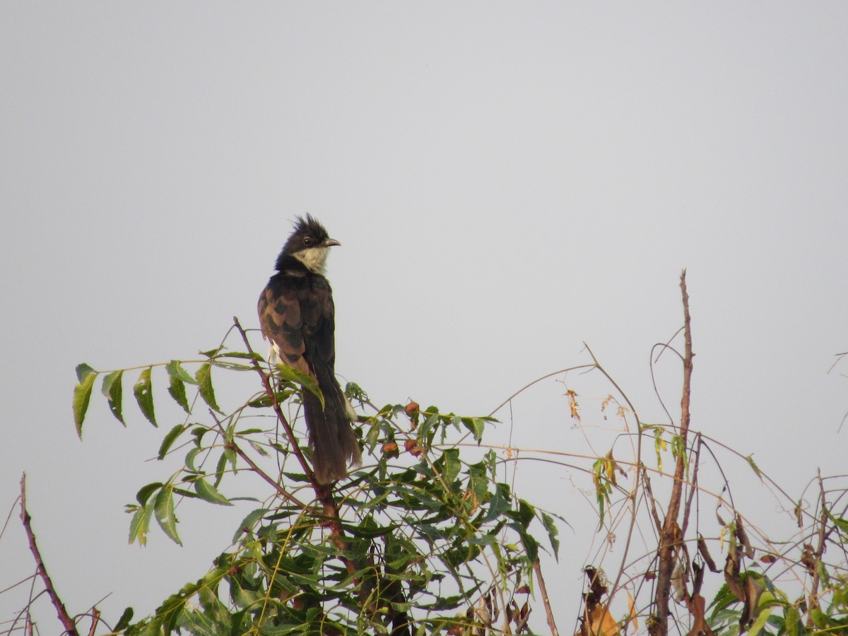 Pied Cuckoo - ML416369231