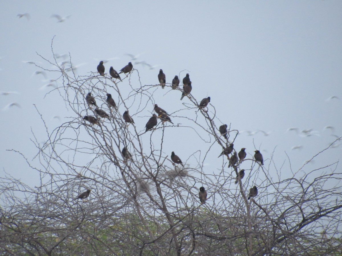 Common Myna - Syed Marjuk