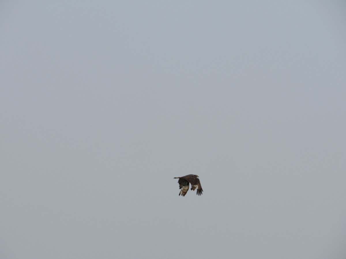 Short-toed Snake-Eagle - Syed Marjuk