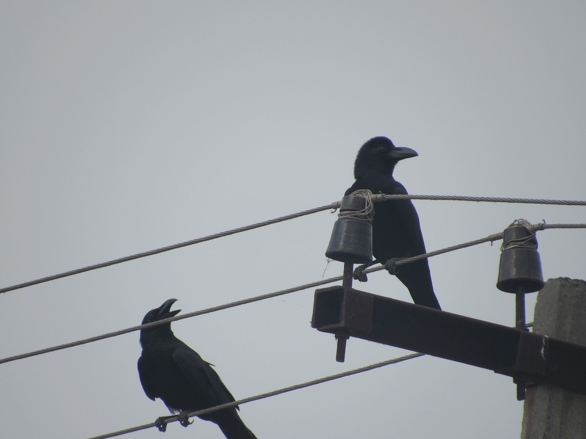 Large-billed Crow - Syed Marjuk