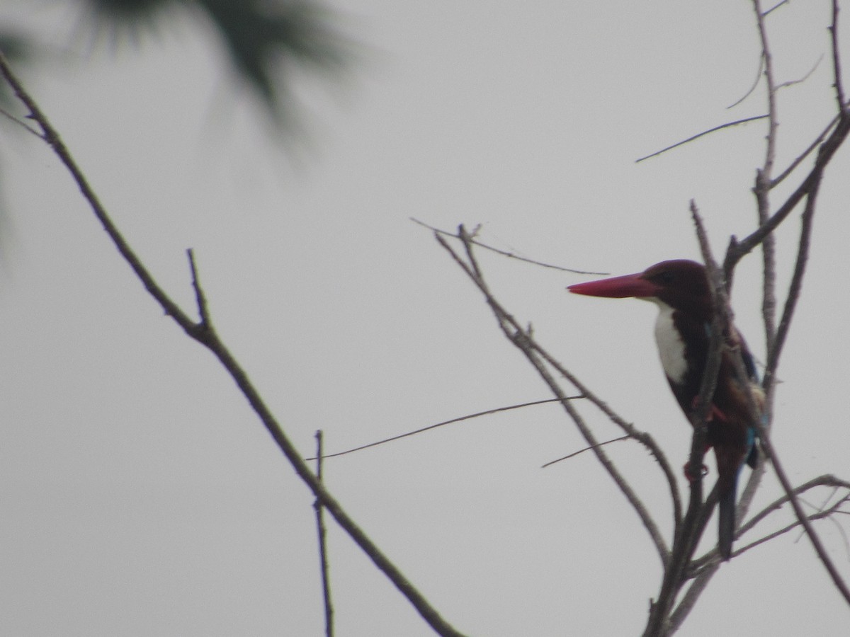 White-throated Kingfisher - Syed Marjuk