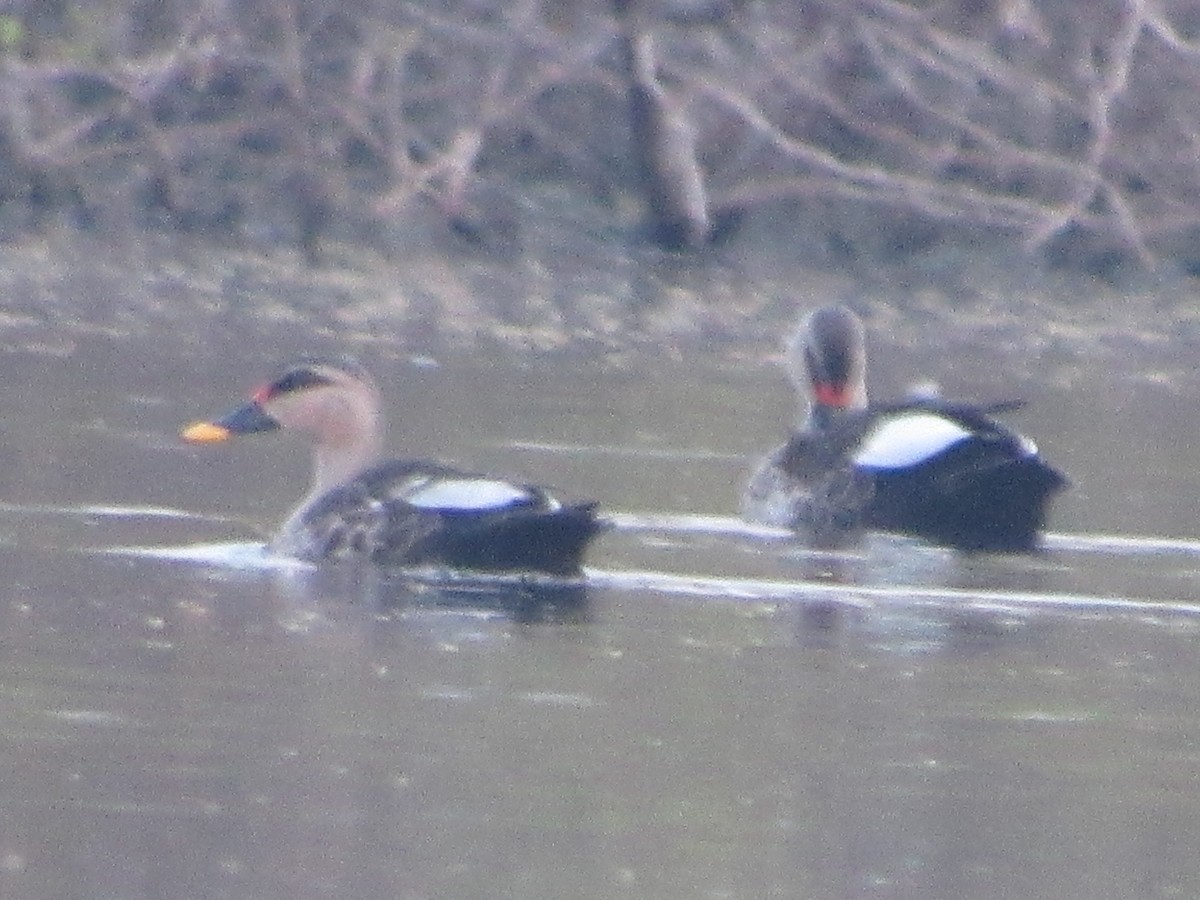 Canard à bec tacheté - ML416370261