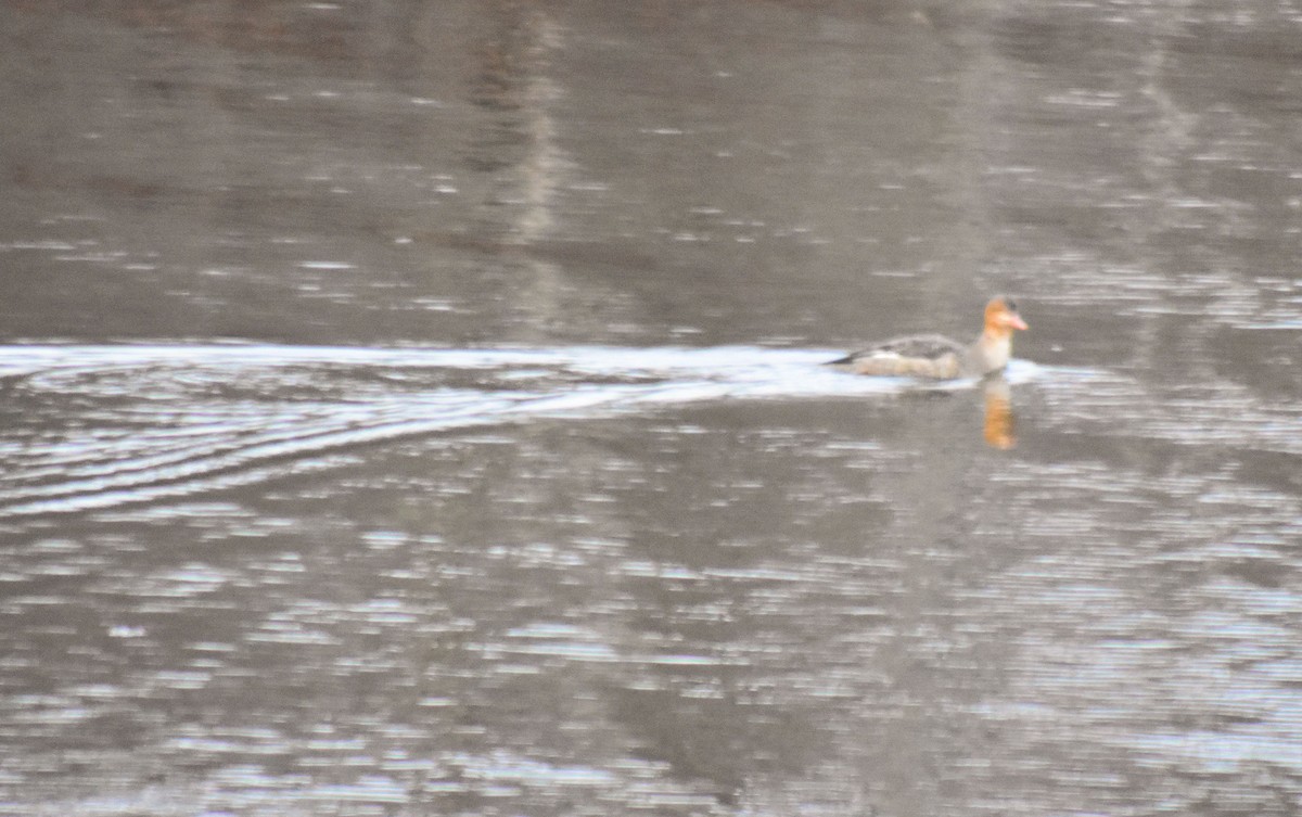 Common Merganser - ML41637031