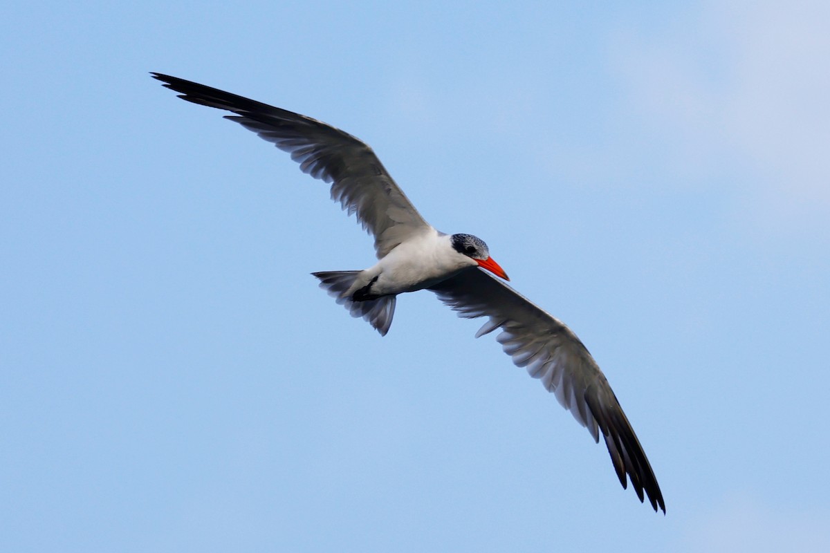 Caspian Tern - ML416370561