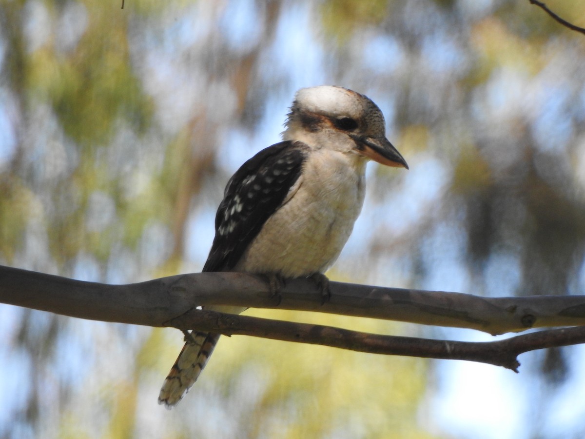 Laughing Kookaburra - ML416370621