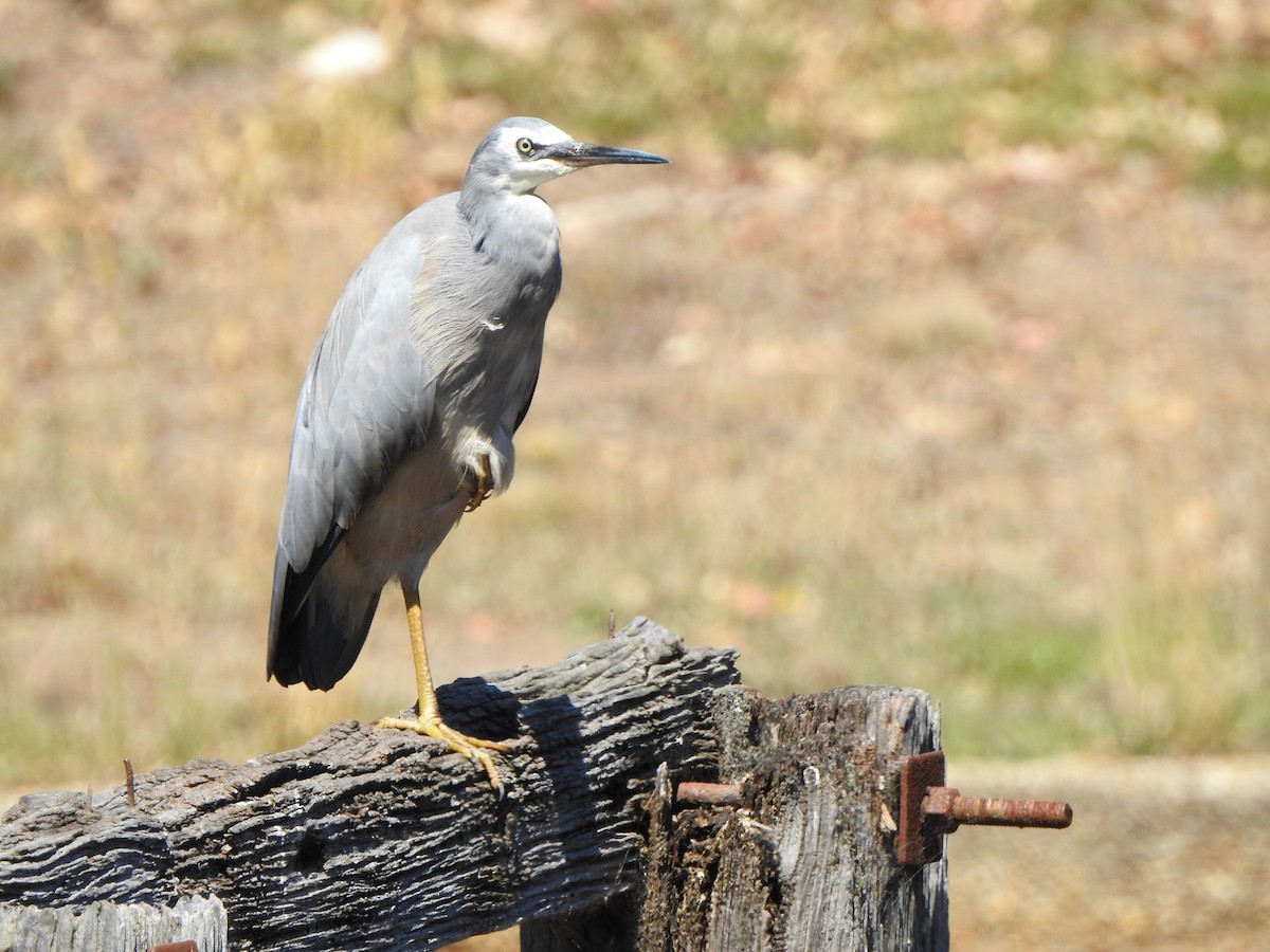 White-faced Heron - ML416370731