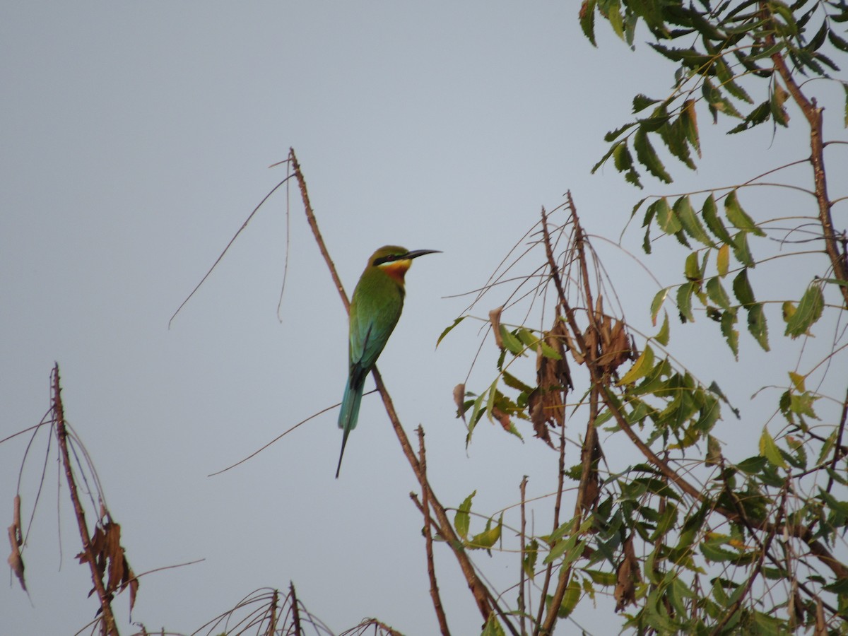 Abejaruco Coliazul - ML416370771