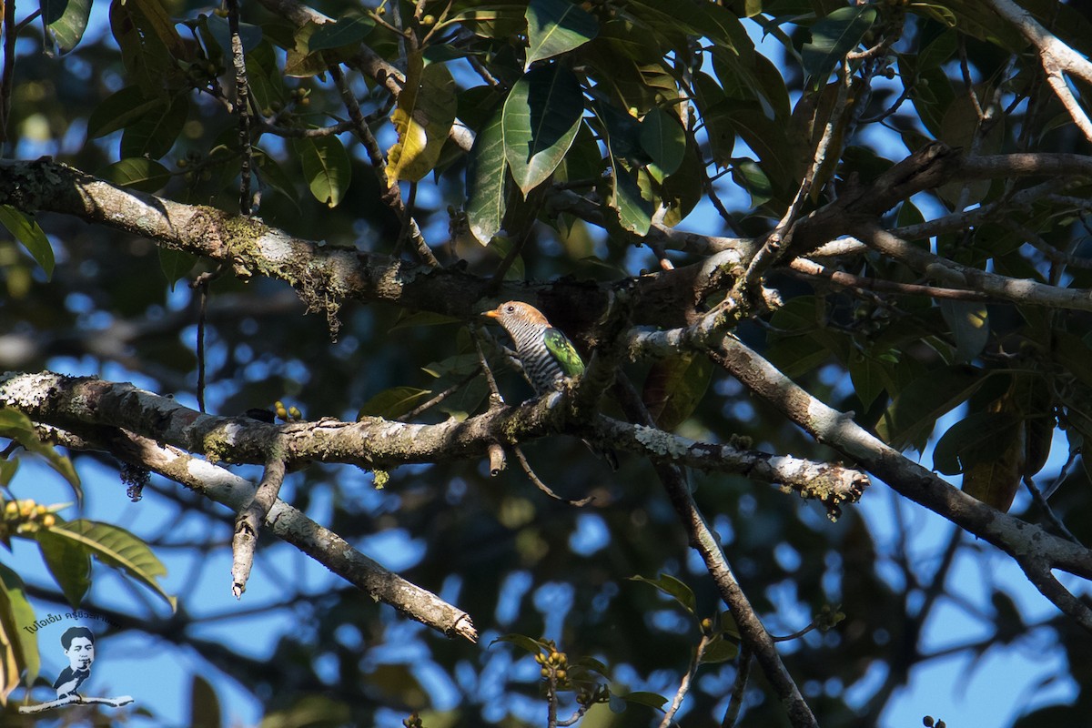 Asian Emerald Cuckoo - ML416370821